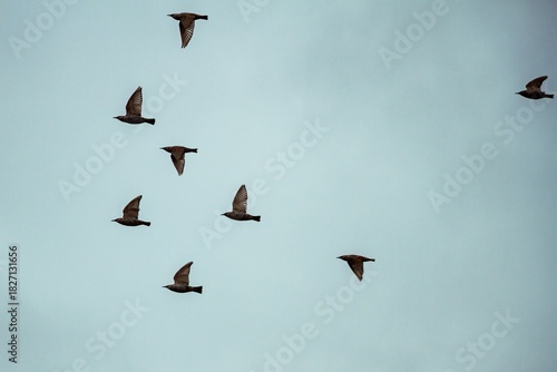 Flock of wild starlings crossing cloudy autumn sky 