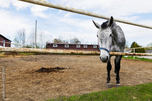 Grey horse tranquil scene, Horse leaning over fence calmly, Serene grey equine near rustic farmhouse, Quiet rural setting featuring grey horse by wooden fence and cloudy sky