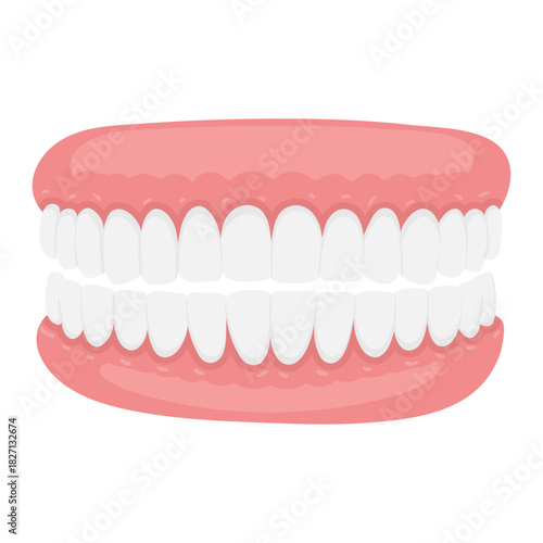 Hand-drawn illustration of a healthy human jaw with teeth, dental anatomy. Dental education, oral health guides, medical posters, clinic materials, anatomy learning