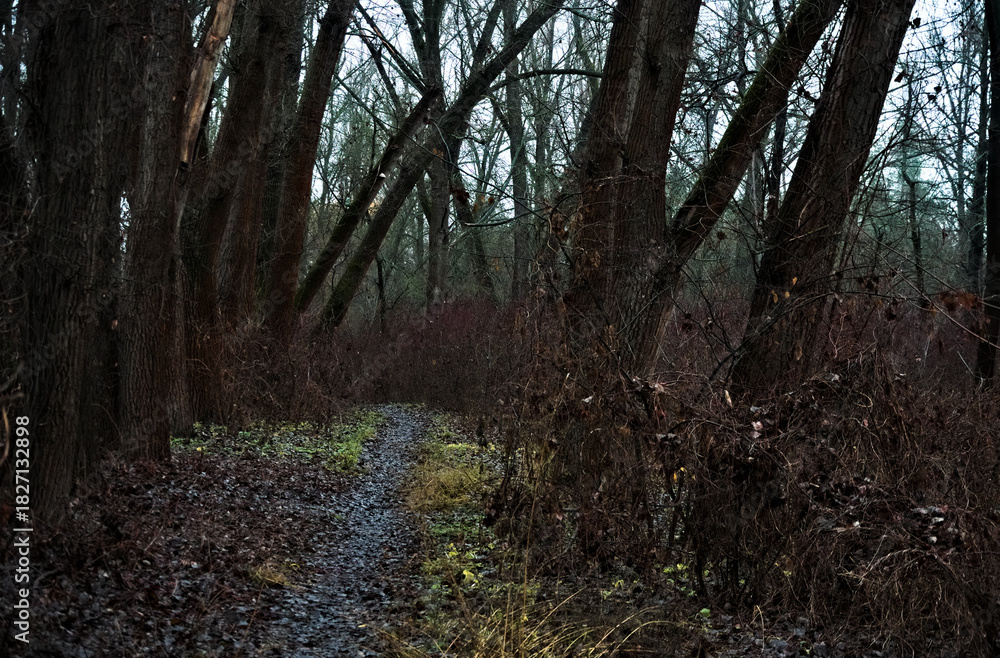 Obraz premium Dark and moody path winding through a dense, spooky forest during late autumn 