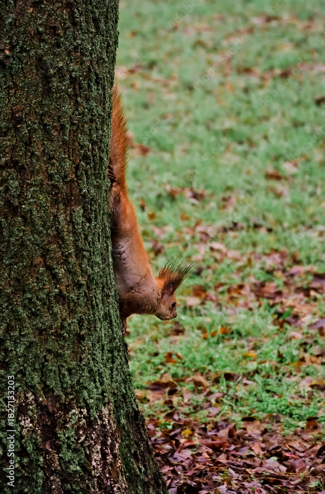 Obraz premium Curious red squirrel hanging upside down on tree trunk