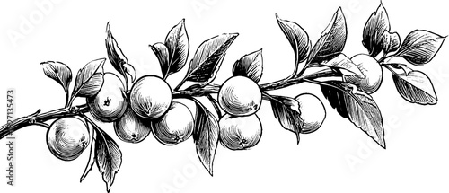 Engraved illustration of decorative berry banner for retro design
