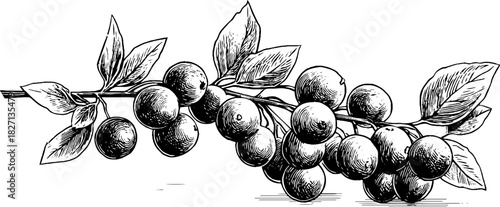 Vintage berry banner with engraved decorative illustration design for cards and posters