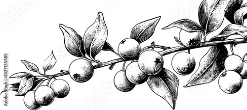 Vintage berry themed decorative engraving for design and decoration