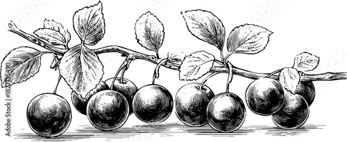 Vintage engraved berry banner design for decorative projects and print