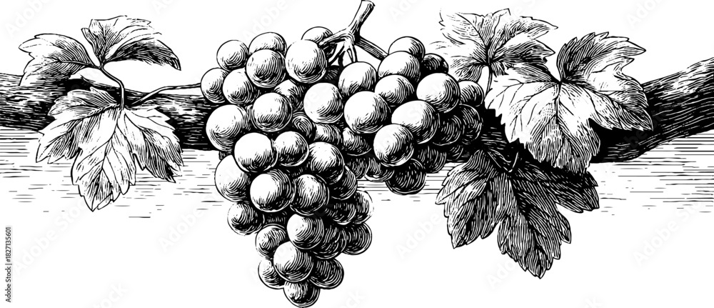 Fototapeta premium Vintage decorative engraving of hanging grapes bunch for label and poster design