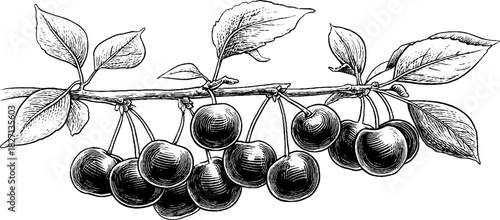 Engraved decorative illustration of wild cherry bunch for vintage design