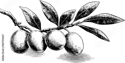 Vintage engraving of decorative olive cluster with leaves for design and labels