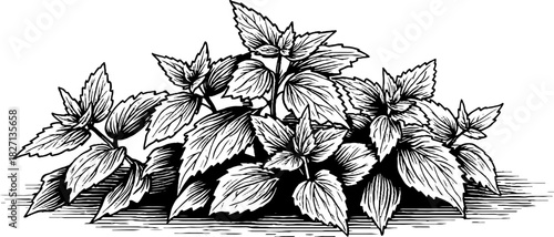 Engraved decorative illustration of tall nettle cluster for botanical design