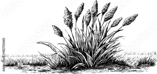 Vintage engraving of windblown grass cluster in nature for design and decor