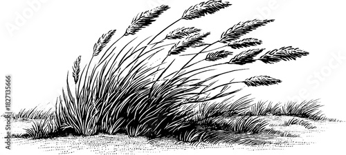 Engraved illustration of wind-blown grass cluster for decorative design
