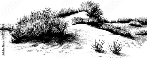 Engraved decorative illustration coastal dune landscape nature scene design art.
