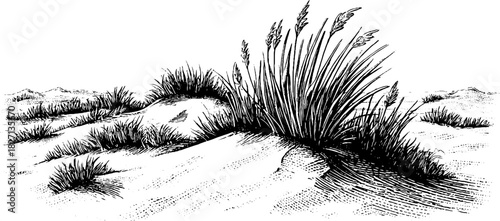 Engraving decorative illustration coastal dune landscape vintage sketch hand drawn.
