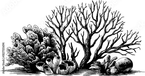 Intricate coral inspired border design for decorative and artistic projects