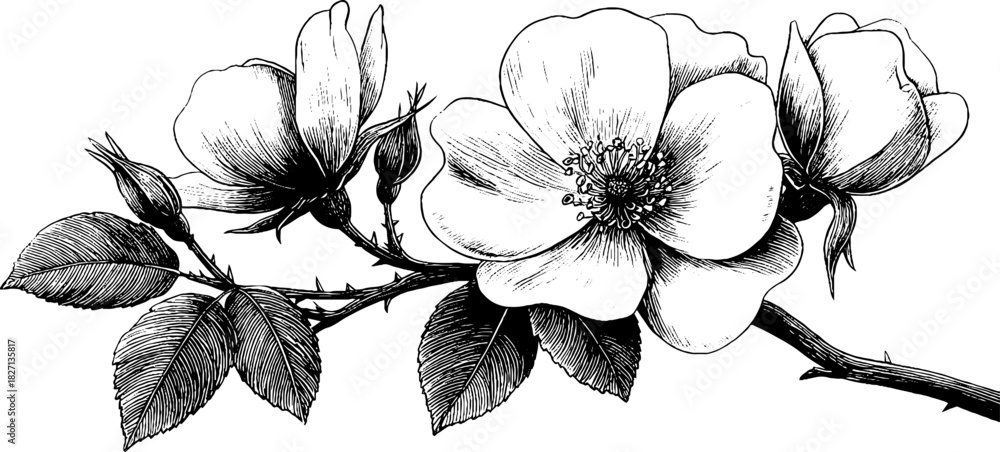 Fototapeta premium Delicate wild rose branch engraving for decorative floral design