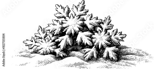 Vintage frost cluster engraving illustration for winter design projects