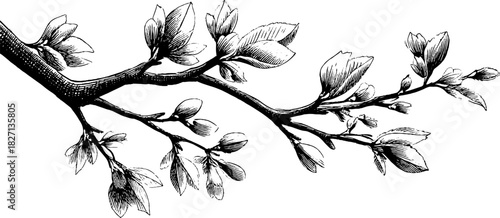 Engraved decorative illustration of a delicate tree branch for nature themed design