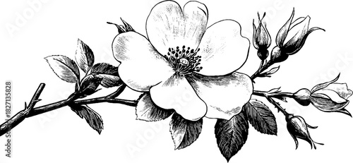 Engraved decorative illustration of delicate wild rose branch in vintage style for botanical design