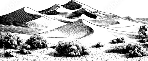 Engraved desert landscape illustration with sand dunes and vegetation