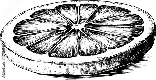 Engraved decorative illustration of a dried citrus slice for retro design