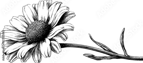 Vintage engraved illustration of a dried wildflower head for retro design and decoration