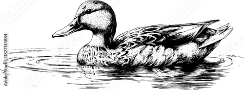 Decorative engraving of a duck in side profile for nature and wildlife designs