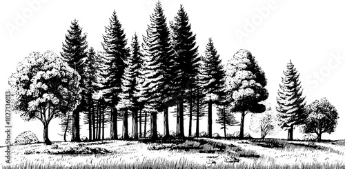 Engraved decorative illustration of a forest clearing with trees and grass