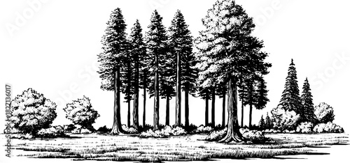 Engraved decorative illustration of a forest clearing with trees for design and decor