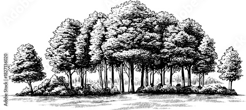 Engraved decorative illustration of a forest clearing with trees for design use