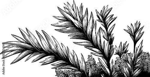 Intricate vintage frost feather design for decorative projects