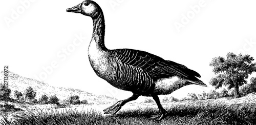Vintage engraved illustration of goose walking on grassy field - ideal for nature-inspired designs