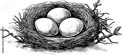 Engraved vintage nest with three eggs illustration for decorative design