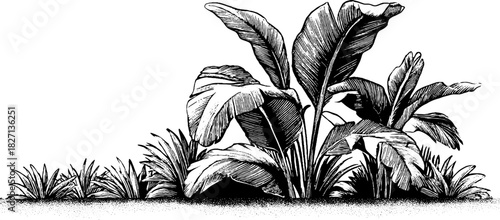 Vintage naturalistic tropical foliage illustration for design and decoration