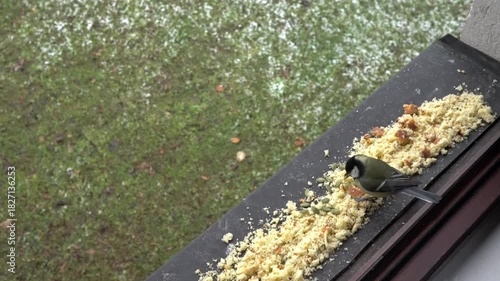 Great Tit eats food on window, winter (Parus major) - (4K)