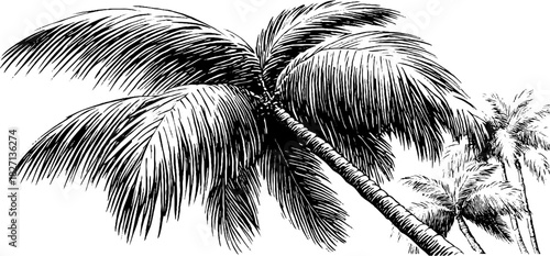 Decorative palm leaf corner motif in engraved style for design and decoration