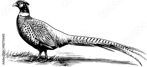 Decorative vintage engraving of a perched pheasant silhouette for nature enthusiasts