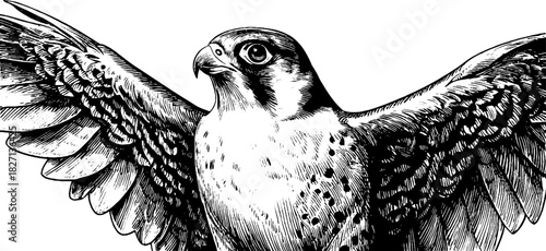Vintage engraved illustration of a perched sparrow hawk with outstretched wings