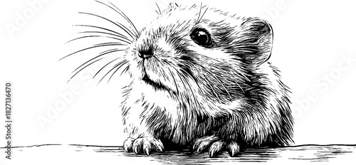 Plump field vole engraving - retro hand-drawn wildlife illustration for nature design