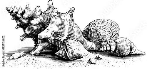 Decorative seashell corner motif - vintage engraved design for coastal themes