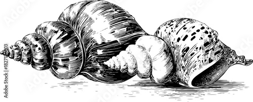 Vintage engraved seashell corner motif design for decorative projects