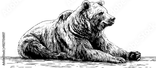 Relaxed bear silhouette in vintage engraved style for retro design