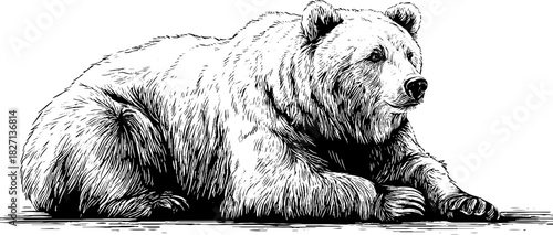 Relaxed seated bear - decorative engraved illustration for retro design