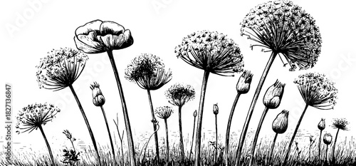Intricate vintage seedhead banner illustration for design and decor