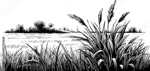 Engraved decorative grassland landscape illustration for nature-themed designs