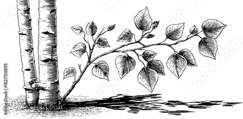 Decorative engraved illustration of slender birch sapling for retro design