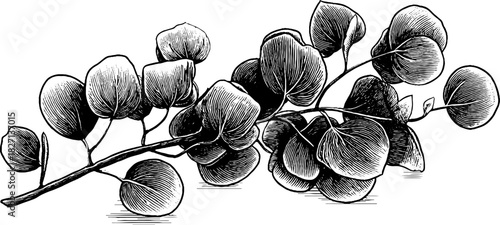 Vintage hand drawn eucalyptus sprig decorative design for botanical art and prints