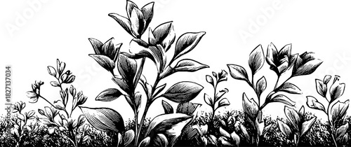 Engraved decorative spring border illustration featuring lush foliage for design and print projects