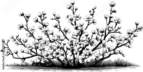 Vintage spring floral banner design with engraved blossoms for decoration