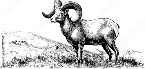 Engraved decorative illustration of a standing mountain sheep in natural habitat