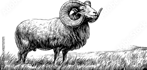 Vintage engraving of a standing mountain sheep illustration for decorative design